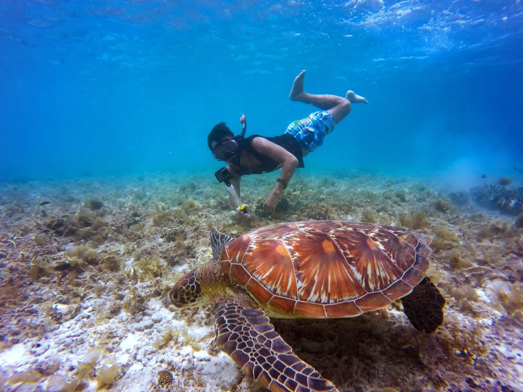 Snorkeler & Turtle